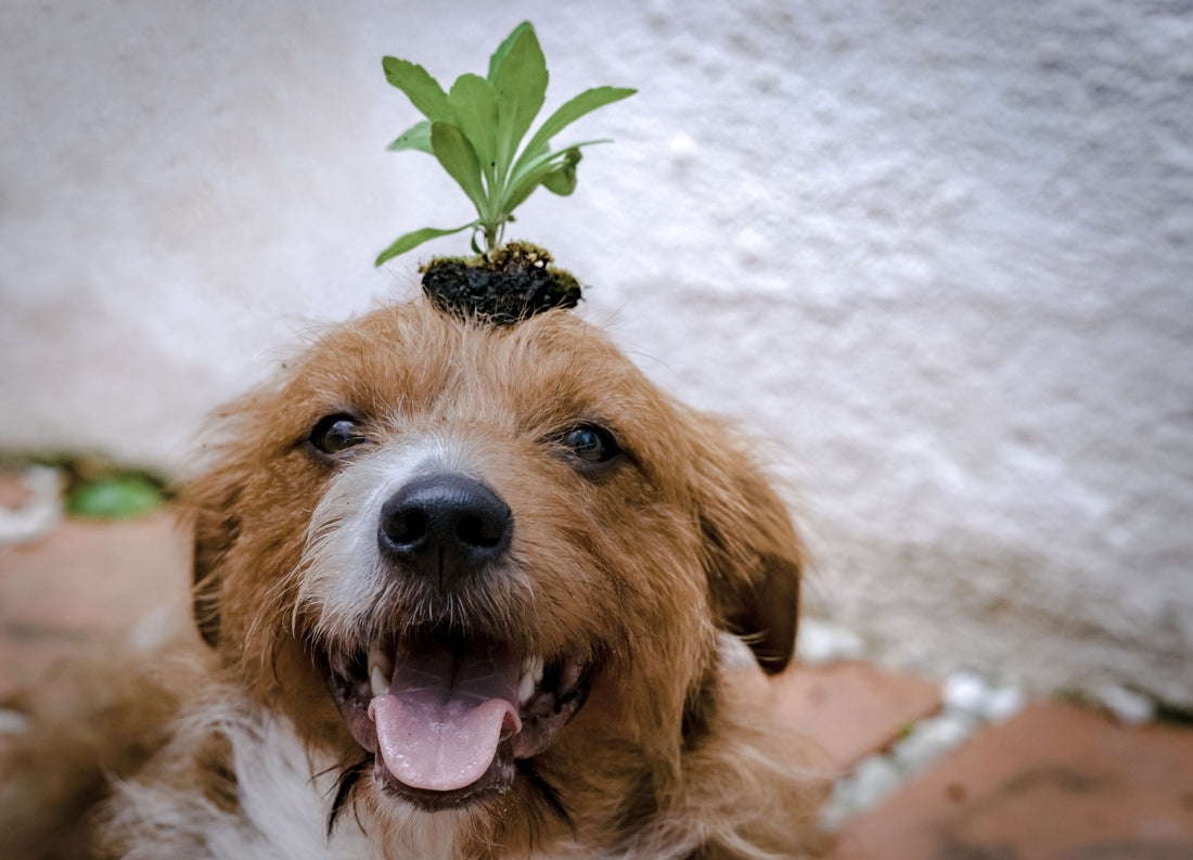 Unleashing Sustainability: The Paw-sitive Impact of Recycled Dog Toys on the Environment