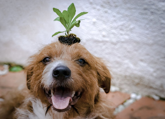 Unleashing Sustainability: The Paw-sitive Impact of Recycled Dog Toys on the Environment