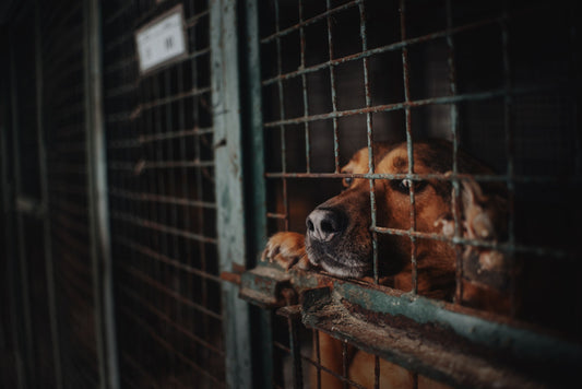 Rescue Me! 2 Ways Pawty Animals is Helping Dogs Looking for a Home
