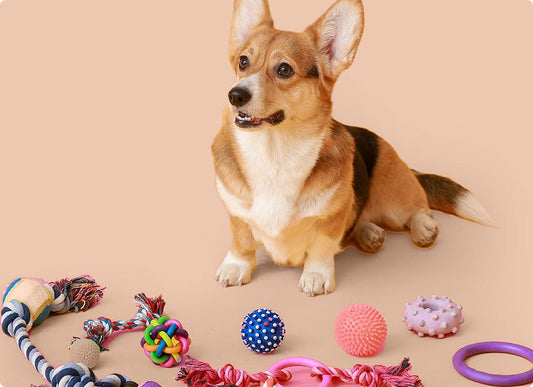 One Dog’s Old Toy Could Be Another Dog’s New Joy