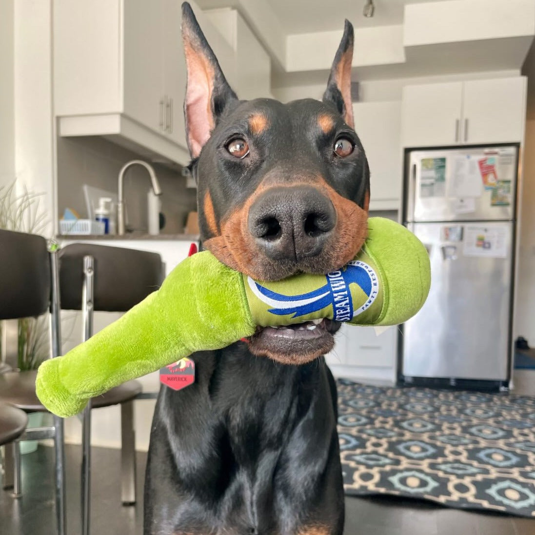 TORONTO -VS- EVERYBODY Pack Dog Toys