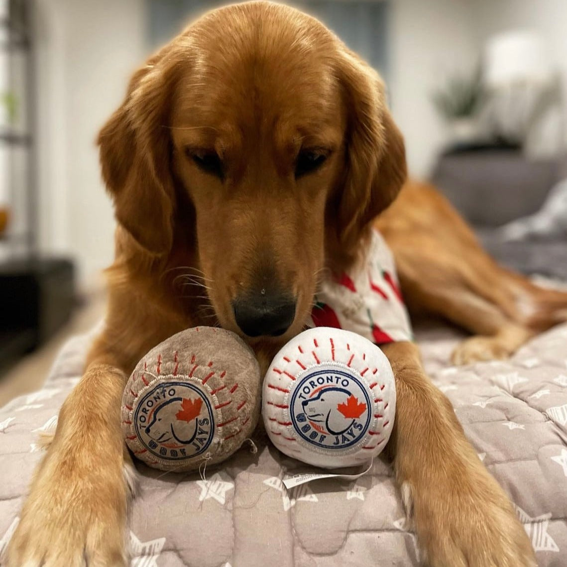 Vibes & Chill Pack Dog Toys