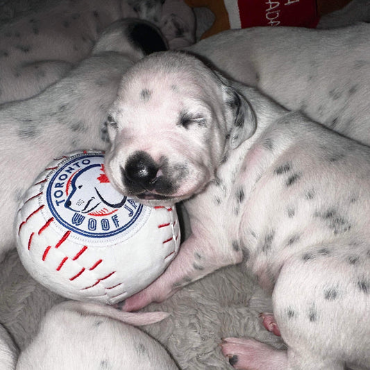 TORONTO -VS- EVERYBODY Pack Dog Toys