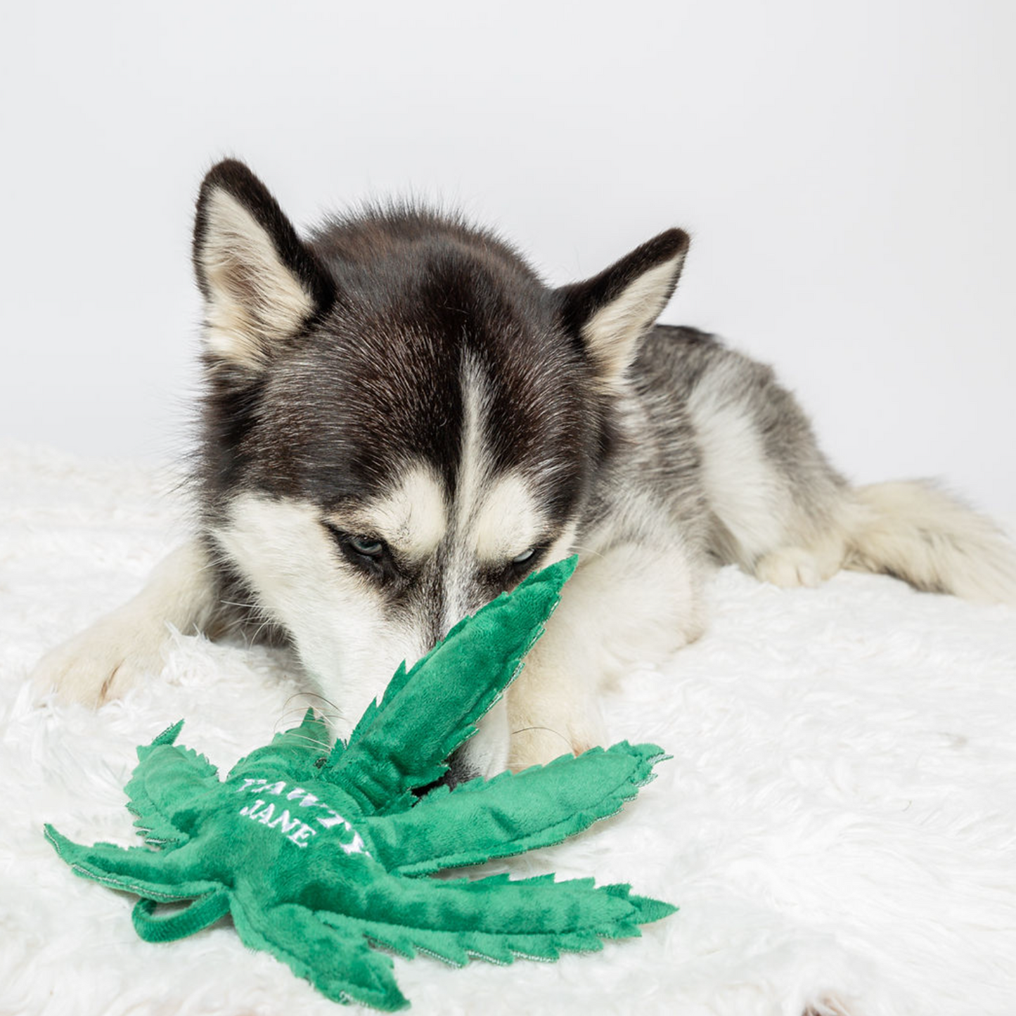 Late Night Early Mornings Pack Dog Toys