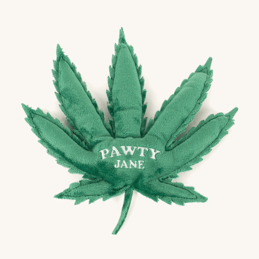 Pawty Jane